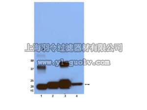 merck millipore,默克密理博,05-516,Anti-Ras Antibody, clone RAS10