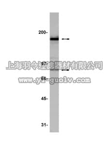merck millipore,默克密理博,05-517,Anti-PTH/PTHrP Receptor Antibody, clone 3D1.1