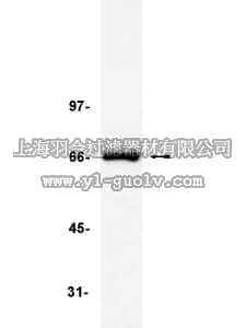 merck millipore,默克密理博,05-521,Anti-TRF2 Antibody, clone 4A794