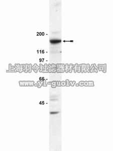 merck millipore,默克密理博,05-522,Anti-SRC-1 Antibody, clone 1135