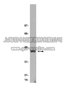 merck millipore,默克密理博,05-530,Anti-Rad51 Antibody, clone 3C10