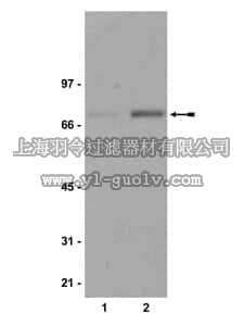merck millipore,默克密理博,05-534,Anti-phospho-Raf-1 (Ser338) Antibody