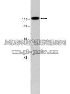 merck millipore,默克密理博,05-537,Anti-FAK Antibody, clone 4.47