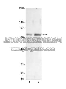merck millipore,默克密理博,05-538,Anti-phospho-Raf-1 (Ser338) Antibody