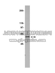 merck millipore,默克密理博,05-550,Anti-Cdc6 Antibody, clone DCS-180
