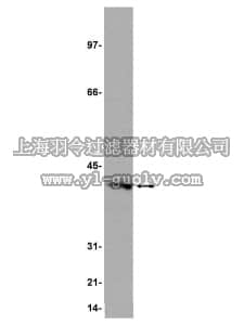 merck millipore,默克密理博,05-555,Anti-Giα1 Antibody, clone 7H7