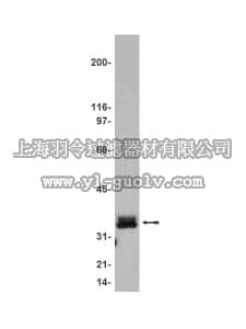 merck millipore,默克密理博,05-561,Anti-LAT Antibody, clone 2E9