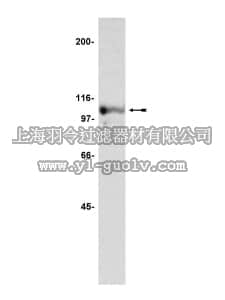 merck millipore,默克密理博,05-565,Anti-Nucleolin Antibody, clone 3G4B2