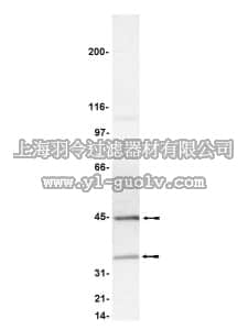 merck millipore,默克密理博,05-572,Anti-Caspase 9 Antibody, clone 96-2-22