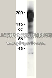 merck millipore,默克密理博,05-777,Anti-Phosphotyrosine Antibody, recombinant clone 4G10