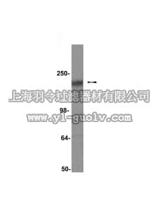 merck millipore,默克密理博,05-583,Anti-CFTR Antibody, clone M3A7