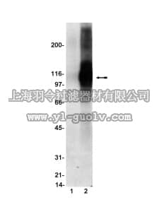 merck millipore,默克密理博,05-587,Anti-phospho-Adducin (Ser724) Antibody, clone pADD