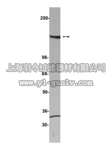 merck millipore,默克密理博,05-588,Anti-HET/SAF-B Antibody, clone 6F7