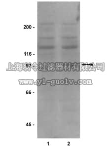 merck millipore,默克密理博,05-590,Anti-phospho-STAT6 (Tyr641) Antibody, clone 16E12