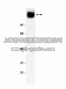 merck millipore,默克密理博,05-593,Anti-α-Dystroglycan Antibody, clone IIH6C4