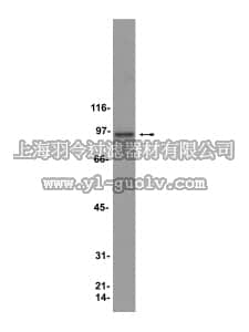 merck millipore,默克密理博,05-594,Anti-HSP90 Antibody