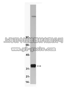 merck millipore,默克密理博,05-596,Anti-Cdk2 Antibody, clone AN4.3