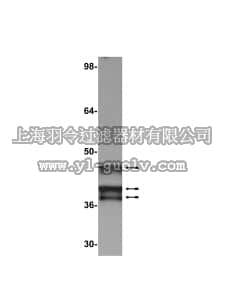 merck millipore,默克密理博,05-599,Anti-E1A (Ad2/Ad5) Antibody, clone M73