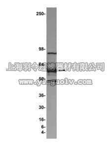merck millipore,默克密理博,05-602,Anti-LEF Antibody, clone 2D12