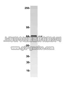 merck millipore,默克密理博,05-603,Anti-Luciferase Antibody, clone21