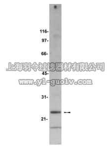 merck millipore,默克密理博,05-605,Anti-Bad Antibody, clone BYC001