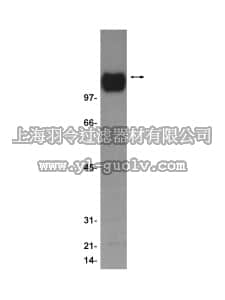 merck millipore,默克密理博,05-608,Anti-PLD Antibody, clone SKB2