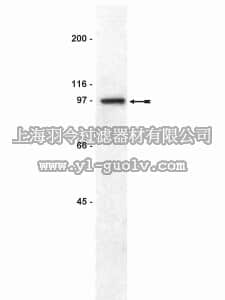 merck millipore,默克密理博,05-616,Anti-Nibrin/Nbs1 Antibody, clone EE15