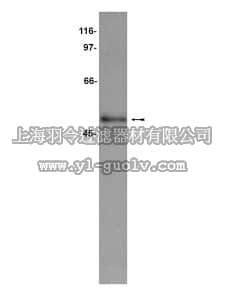 merck millipore,默克密理博,05-621,Anti-CUGBP1 Antibody, clone 3B1