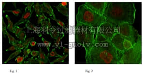 merck millipore,默克密理博,05-623-Z,Anti-RNA polymerase II Antibody, clone CTD4H8, Ascites Free