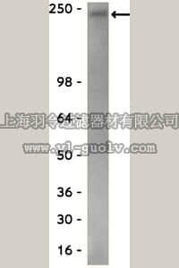 merck millipore,默克密理博,05-623,Anti-RNA polymerase II Antibody, clone CTD4H8