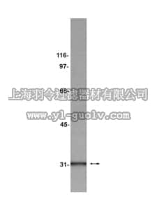 merck millipore,默克密理博,05-627,Anti-gC1qR Antibody, clone 74.5.2