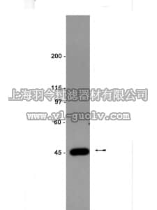 merck millipore,默克密理博,05-631,Anti-IKKγ Antibody