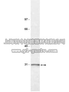 merck millipore,默克密理博,05-632,Anti-14-3-3σ Antibody, clone CS112-2A8