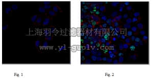 merck millipore,默克密理博,05-636-AF488,Anti-phospho Histone H2A.X (Ser139), clone JBW301, Alexa Fluor 488 Conjugate Antibody