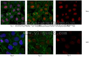 merck millipore,默克密理博,05-636-I,Anti-phospho-Histone H2A.X (Ser139) Antibody, clone JBW301