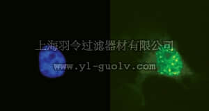 merck millipore,默克密理博,05-636,Anti-phospho-Histone H2A.X (Ser139) Antibody, clone JBW301