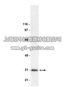 merck millipore,默克密理博,05-639,Anti-14-3-3γ Antibody, clone CG31-2B6