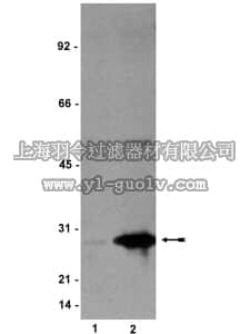 merck millipore,默克密理博,05-645,Anti-phospho-HSP27 (Ser78) Antibody, clone JBW502