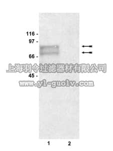 merck millipore,默克密理博,05-647,Anti-Tyrosinase Antibody, clone T311