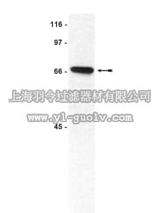 merck millipore,默克密理博,05-649,Anti-Chk2 Antibody, clone 7
