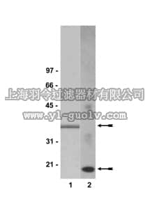 merck millipore,默克密理博,05-654,Anti-Caspase 3 Antibody, clone 4-1-18