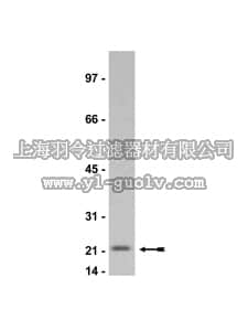 merck millipore,默克密理博,05-655,Anti-p21/WAF1/Cip1 Antibody, clone CP74