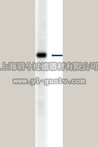merck millipore,默克密理博,05-657,Anti-PP2A Antibody, A subunit, clone 4G7
