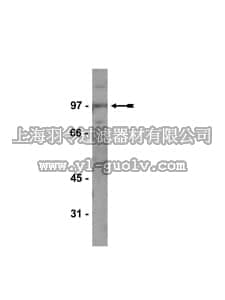merck millipore,默克密理博,05-659,Anti-Kaiso Antibody, clone 6F