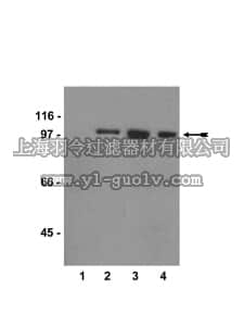 merck millipore,默克密理博,05-663,Anti-phospho-Nibrin/Nbs1 (Ser343) Antibody, clone 2G2E3