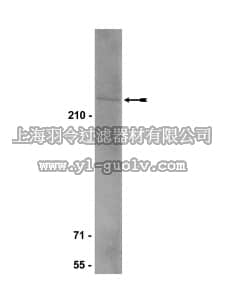 merck millipore,默克密理博,05-666,Anti-BRCA2 Antibody, clone 5.23