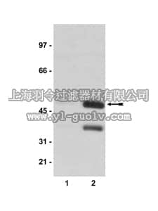 merck millipore,默克密理博,05-667,Anti-phospho-CREB (Ser133) Antibody, clone 10E9