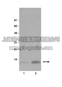 merck millipore,默克密理博,05-672,Anti-dimethyl-Histone H4 (Lys20) Antibody, clone 6G7/H4