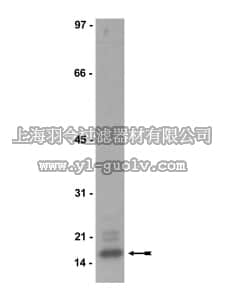 merck millipore,默克密理博,05-675,Anti-MBP Antibody, clone SKB3