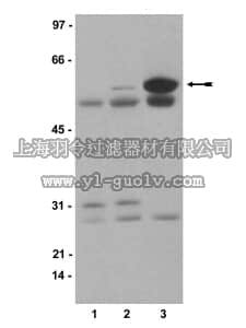 merck millipore,默克密理博,05-677,Anti-phospho-Src (Tyr416) Antibody, clone 9A6